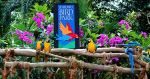 singapore-jurong-bird-park
